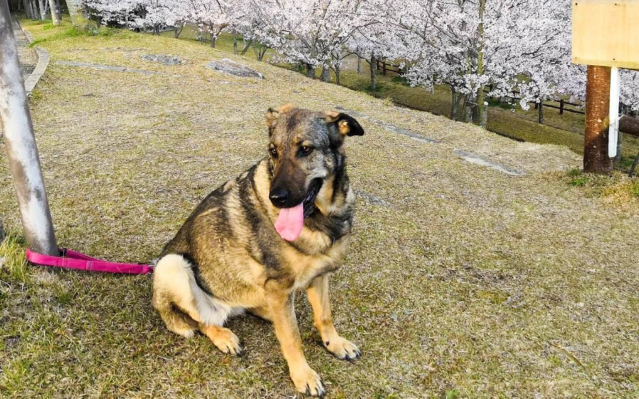 Au版galaxy Note 3 Scl22 のsimロックを１分で解除する方法 ガジェマガ